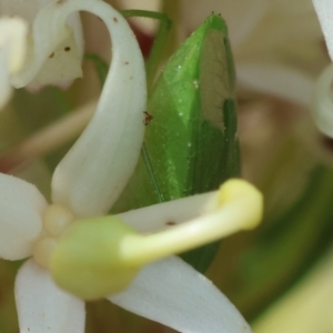 Cuspicona simplex at Moruya, NSW - suppressed