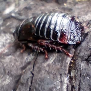 Panesthia australis at Snowy Plain, NSW - 9 Dec 2023 06:28 PM