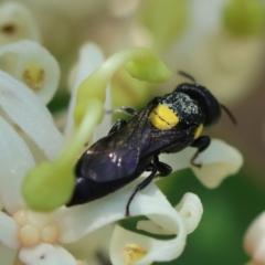 Hylaeus (Euprosopoides) rotundiceps (Hylaeine colletid bee) at Moruya, NSW - 9 Dec 2023 by LisaH