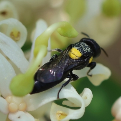 Hylaeus (Euprosopoides) rotundiceps (Hylaeine colletid bee) at Moruya, NSW - 9 Dec 2023 by LisaH