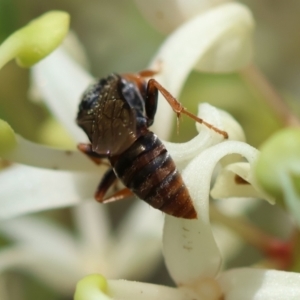 Apocrita (suborder) at Moruya, NSW - suppressed