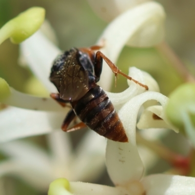 Exoneura sp. (genus) by LisaH