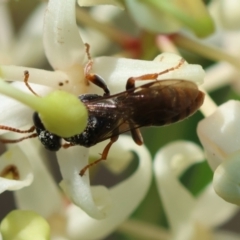 Apocrita (suborder) at Moruya, NSW - suppressed