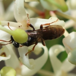 Apocrita (suborder) at Moruya, NSW - suppressed
