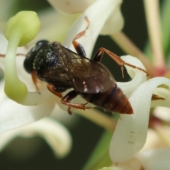 Apocrita (suborder) at Moruya, NSW - suppressed
