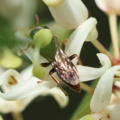 Apocrita (suborder) at Moruya, NSW - suppressed