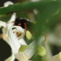 Apocrita (suborder) at Moruya, NSW - suppressed