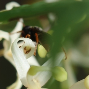 Apocrita (suborder) at Moruya, NSW - suppressed