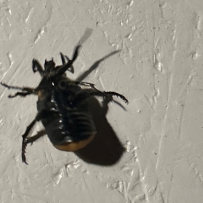 Chondropyga dorsalis (Cowboy beetle) at Gilmore, ACT - 10 Dec 2023 by Melmo