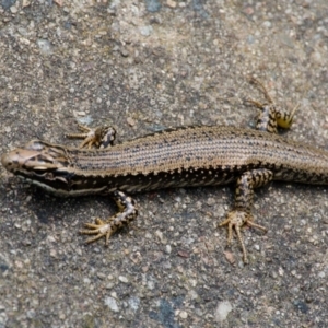 Eulamprus heatwolei at Tidbinbilla Nature Reserve - 10 Dec 2023