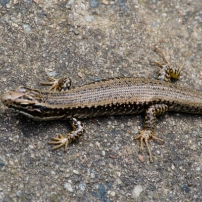 Eulamprus heatwolei (Yellow-bellied Water Skink) at Paddys River, ACT - 10 Dec 2023 by regeraghty