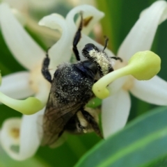 Leioproctus sp. (genus) (Plaster bee) at Moruya, NSW - 9 Dec 2023 by LisaH