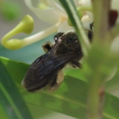 Leioproctus sp. (genus) at Moruya, NSW - suppressed