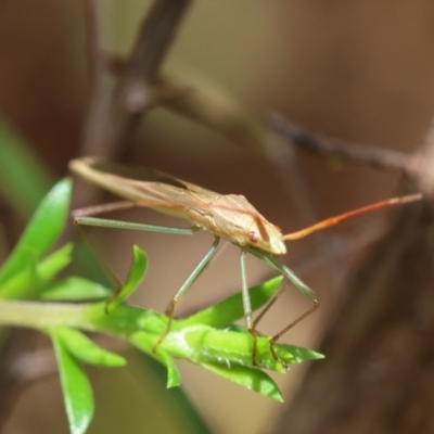 Unidentified True bug (Hemiptera, Heteroptera) by LisaH