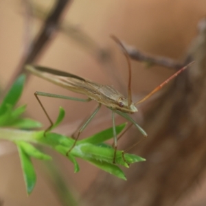 Mutusca brevicornis at Moruya, NSW - suppressed