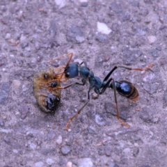 Myrmecia tarsata (Bull ant or Bulldog ant) at Paddys River, ACT - 10 Dec 2023 by regeraghty