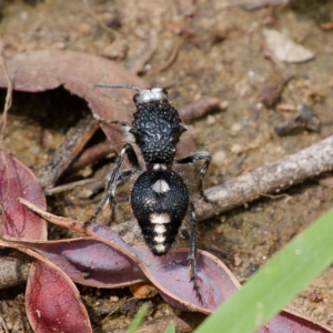 Bothriomutilla rugicollis at Gigerline Nature Reserve - 10 Dec 2023