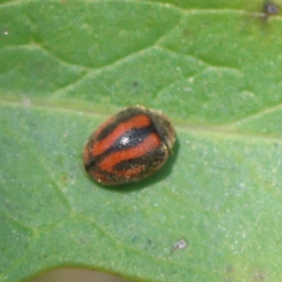 Rodolia sp. (genus) (A ladybird) at Moruya, NSW - 9 Dec 2023 by LisaH