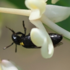 Hylaeinae (subfamily) (Masked bee, Hylaeine bee) at Moruya, NSW - 9 Dec 2023 by LisaH