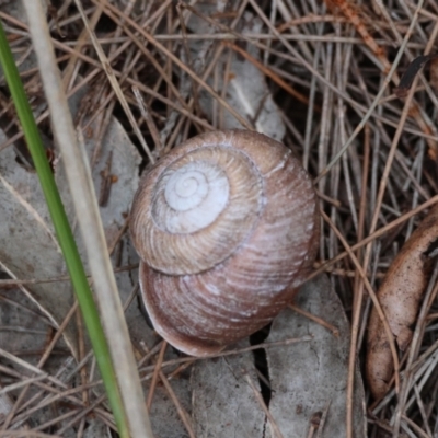 Pommerhelix mastersi (Merimbula Woodland Snail) at Moruya, NSW - 8 Dec 2023 by LisaH