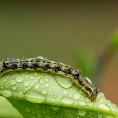 Helicoverpa (genus) at Wingecarribee Local Government Area - 9 Dec 2023 by Aussiegall