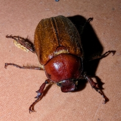 Antitrogus morbillosus (Tableland pasture scarab) at Lions Youth Haven - Westwood Farm A.C.T. - 10 Dec 2023 by HelenCross