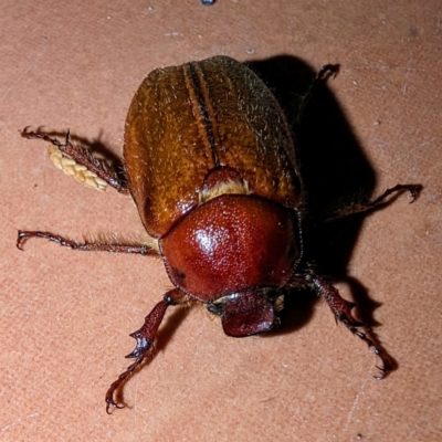 Antitrogus morbillosus (Tableland pasture scarab) at Kambah, ACT - 10 Dec 2023 by HelenCross