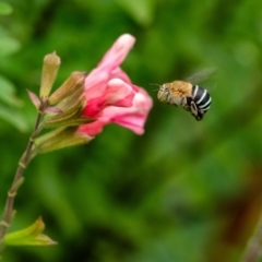 Amegilla sp. (genus) (Blue Banded Bee) at Penrose - 10 Dec 2023 by Aussiegall