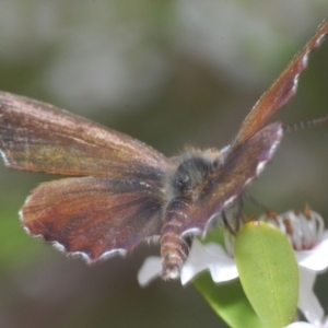 Neolucia agricola at Brindabella, NSW - 10 Dec 2023