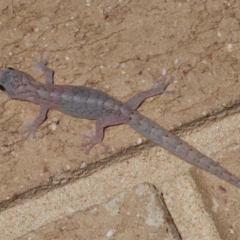 Christinus marmoratus (Southern Marbled Gecko) at Stirling, ACT - 10 Dec 2023 by Harrisi