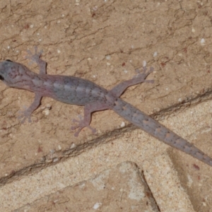 Christinus marmoratus at Stirling, ACT - 10 Dec 2023