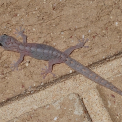 Christinus marmoratus (Southern Marbled Gecko) at Stirling, ACT - 10 Dec 2023 by Harrisi