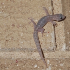 Christinus marmoratus at Stirling, ACT - 10 Dec 2023