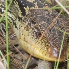 Tiliqua nigrolutea (Blotched Blue-tongue) at Cotter River, ACT - 10 Dec 2023 by Harrisi