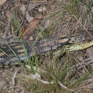 Tiliqua nigrolutea at Namadgi National Park - 10 Dec 2023 03:37 PM