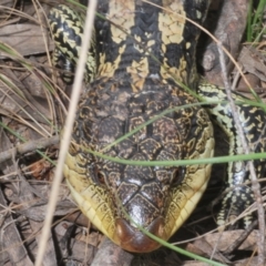 Tiliqua nigrolutea at Namadgi National Park - 10 Dec 2023 03:37 PM