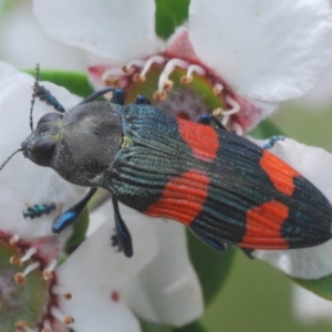 Castiarina interstincta at Namadgi National Park - 10 Dec 2023