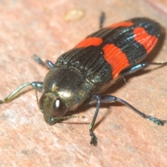 Castiarina interstincta at Namadgi National Park - 10 Dec 2023