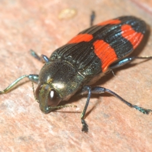 Castiarina interstincta at Namadgi National Park - 10 Dec 2023