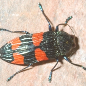 Castiarina interstincta at Namadgi National Park - 10 Dec 2023 11:33 PM