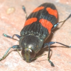 Castiarina interstincta at Namadgi National Park - 10 Dec 2023