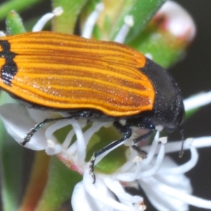 Castiarina balteata at Mount Jerrabomberra - 9 Dec 2023