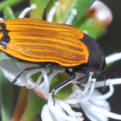 Castiarina balteata (A jewel beetle) at Mount Jerrabomberra - 9 Dec 2023 by Harrisi