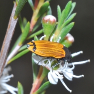 Castiarina balteata at Mount Jerrabomberra - 9 Dec 2023