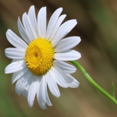 Unidentified Daisy at Stanley, VIC - 9 Dec 2023 by KylieWaldon