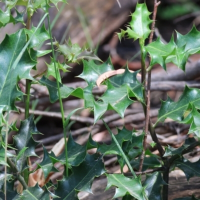 Ilex aquifolium (Holly) at Stanley, VIC - 9 Dec 2023 by KylieWaldon