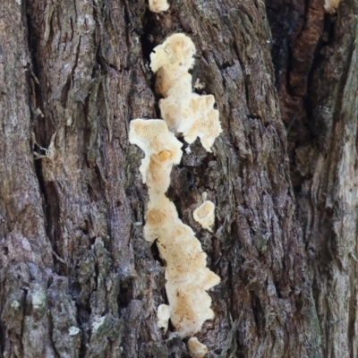 Unidentified Other fungi on wood at Stanley, VIC - 9 Dec 2023 by KylieWaldon