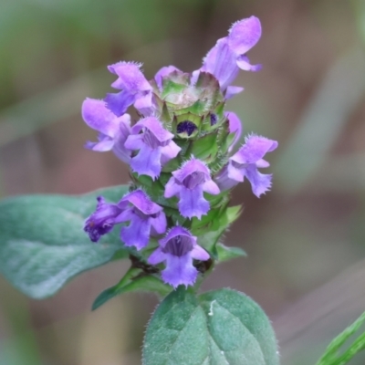 Prunella vulgaris (Self-heal, Heal All) at Stanley, VIC - 9 Dec 2023 by KylieWaldon