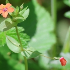 Lysimachia arvensis (Scarlet Pimpernel) at Stanley, VIC - 9 Dec 2023 by KylieWaldon