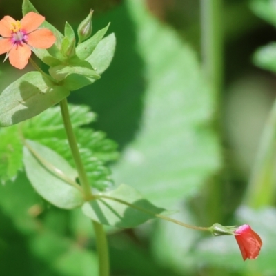 Lysimachia arvensis (Scarlet Pimpernel) at Stanley, VIC - 9 Dec 2023 by KylieWaldon